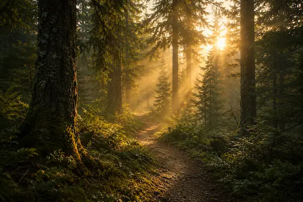Winding forest trail at sunrise surrounded by pine trees and morning mist, representing personal growth, clarity, and transformation.